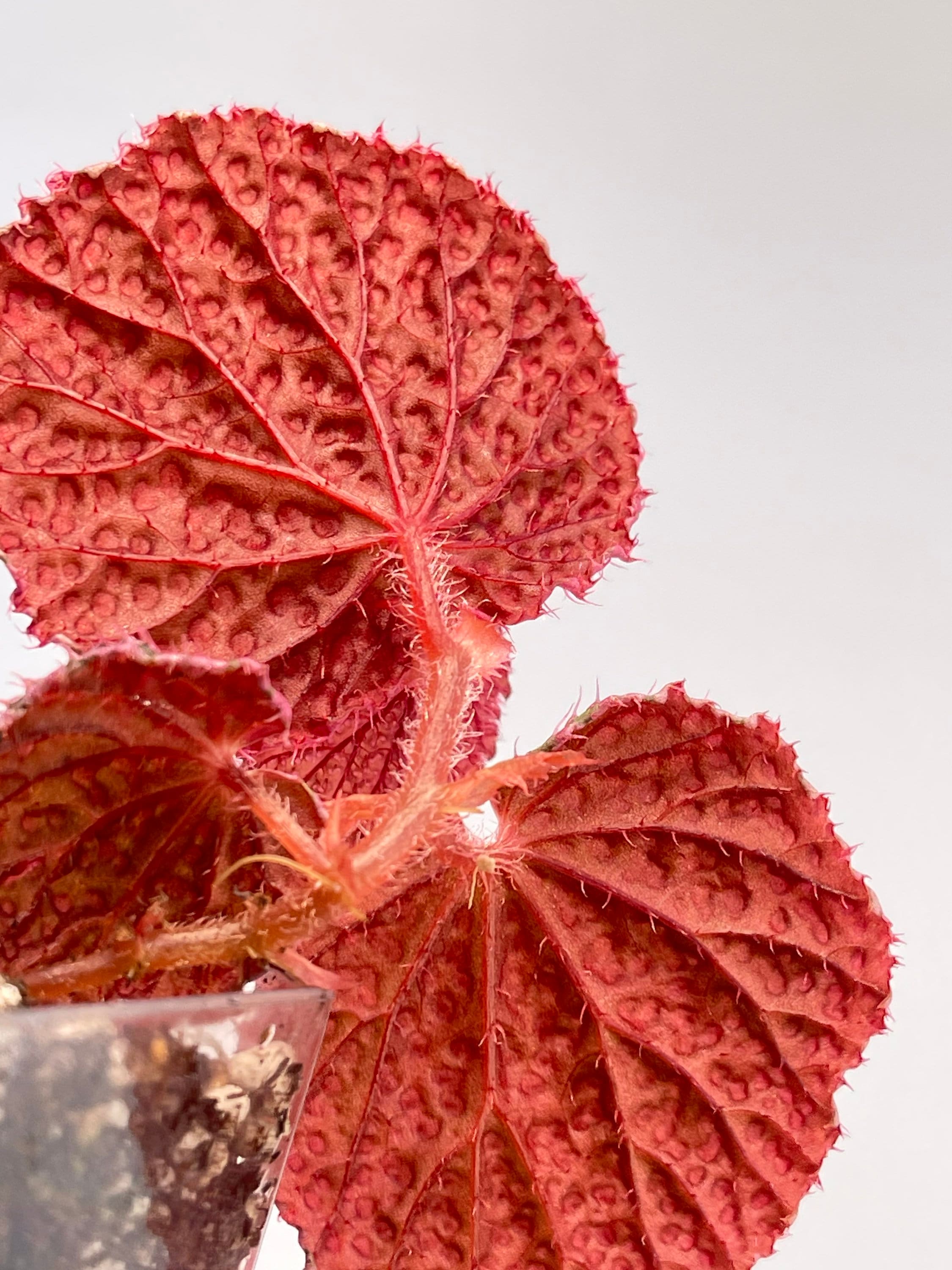 PROPAGATE TO ORDER Begonia Botanicaz 7 'pink Urchin' - Etsy