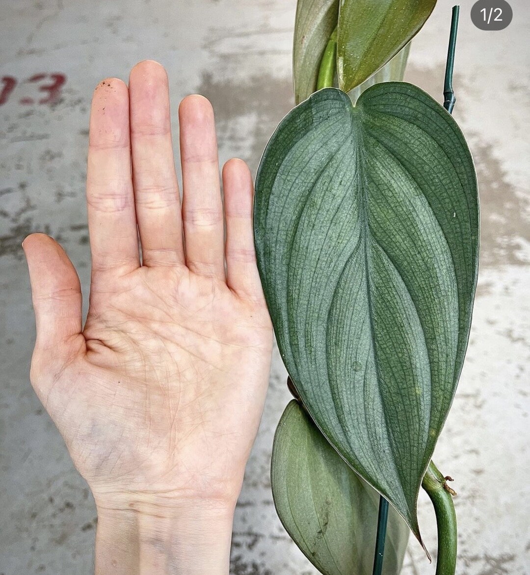 philodendron with long leaves Philodendron Green Princess main image 0