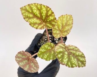 Begonia ‘Botanicaz 57’