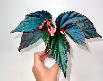 Begonia Botanicaz 141
