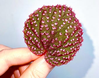 LEAF CUTTING Begonia Botanicaz 7 ‘Pink Urchin’