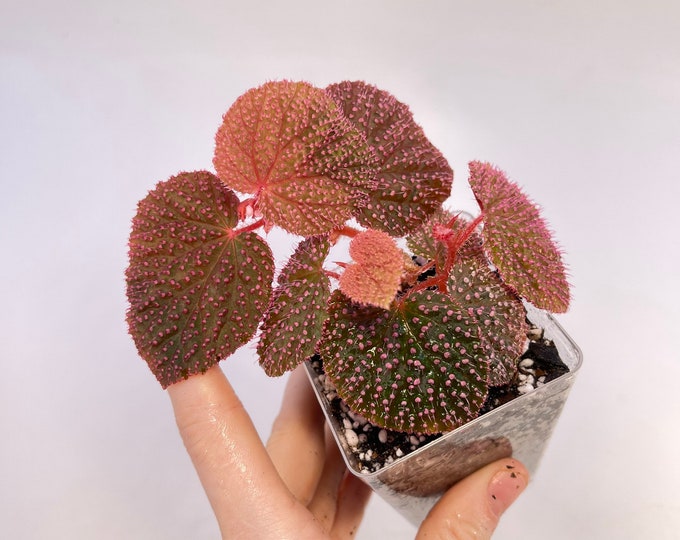 Begonia pink urchin aka botanicaz 7 etsy