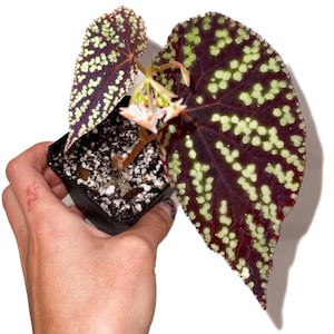One FREE per item purchased Begonia Botanicaz 96 V.1 (Can acclimate to house conditions)