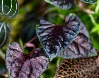 Piper Sp. Papua - Etsy