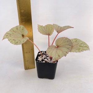 Begonia rubiteae x Begonia amphioxus Hybrid image 2