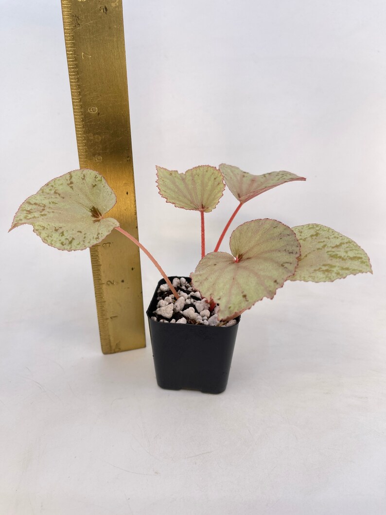 Begonia rubiteae x Begonia amphioxus Hybrid image 2