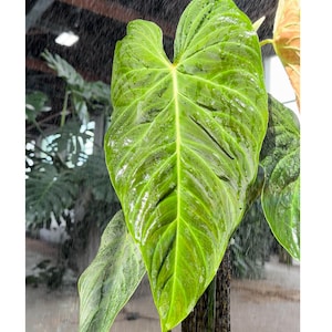 red jalapeno plant Jalmundo NuMex Pepper Seeds main image 1