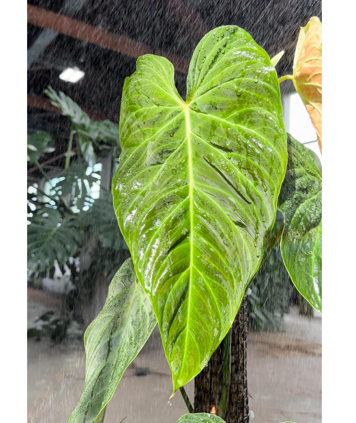 Philodendron Melanochrysum X Verrucosum - Etsy