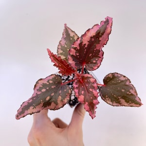 May include: A small potted plant with large, textured leaves. The leaves are a mix of dark green and pink, with a speckled pattern. The stems and edges of the leaves are a vibrant red. The plant is set against a plain white background.