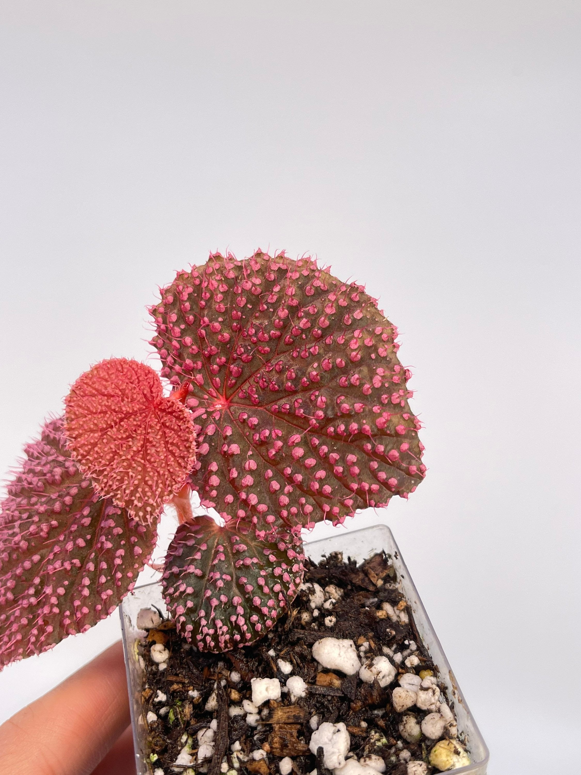 GOUJIN × BOTANIZE (A) PROPAGATE TO ORDER Begonia Botanicaz 7 'pink Urchin' - Etsy