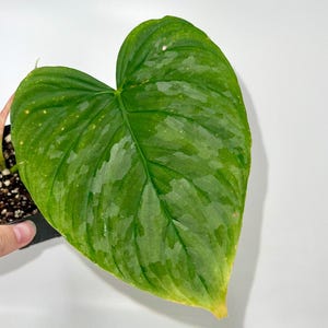 May include: A close-up of a large, heart-shaped green leaf with a variegated pattern of lighter green and white. The leaf has a prominent central vein and visible texture. The leaf is part of a plant in a small black pot.