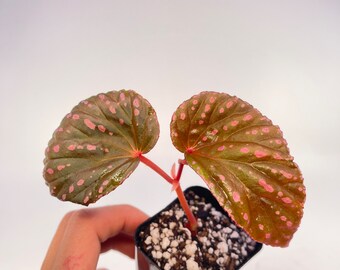 Begonia ‘Botanicaz 31’