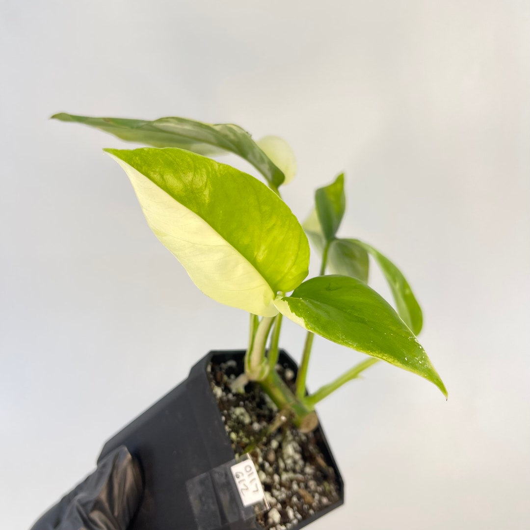 Variegated Rhaphidophora Tetrasperma - Etsy