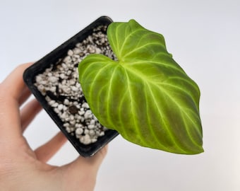 One FREE Per Item Purchased Philodendron sp. verrucosum (Can acclimate to house conditions)