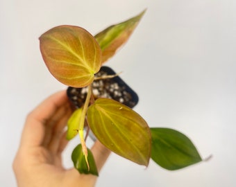 Reverted Variegated Philodendron micans (One FREE per item purchased)