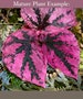 PROPAGATE TO ORDER Begonia ‘Snowberry’ (aka ‘Botanicaz 15’)(Non-Exact)