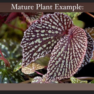 May include: Close-up of a mature plant with large, dark green leaves with white spots. The leaves have a textured, almost velvety surface.