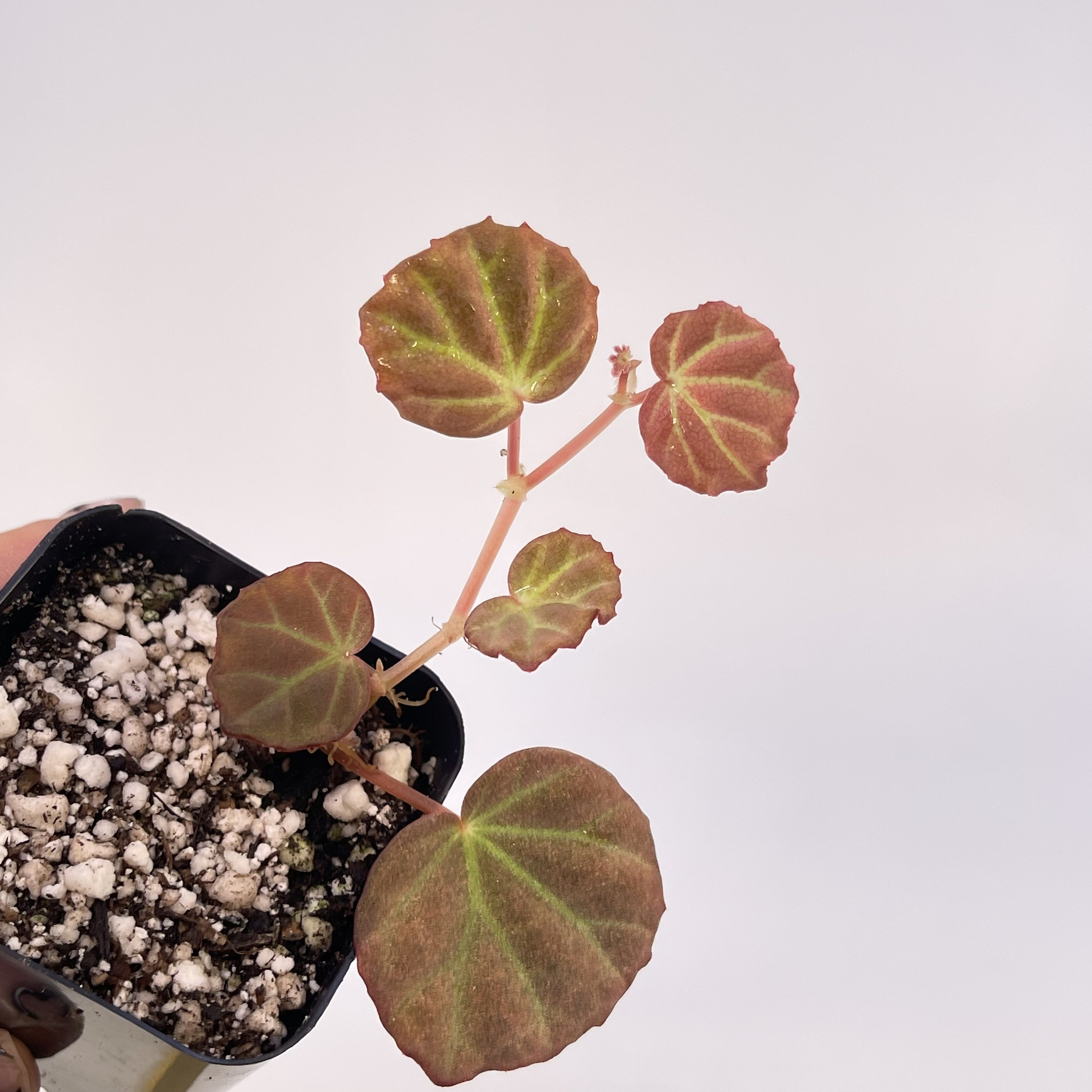 READY SOON Begonia Sp. Sarawak - Etsy