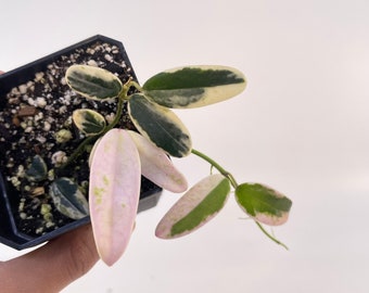 Hoya Lyi Prism