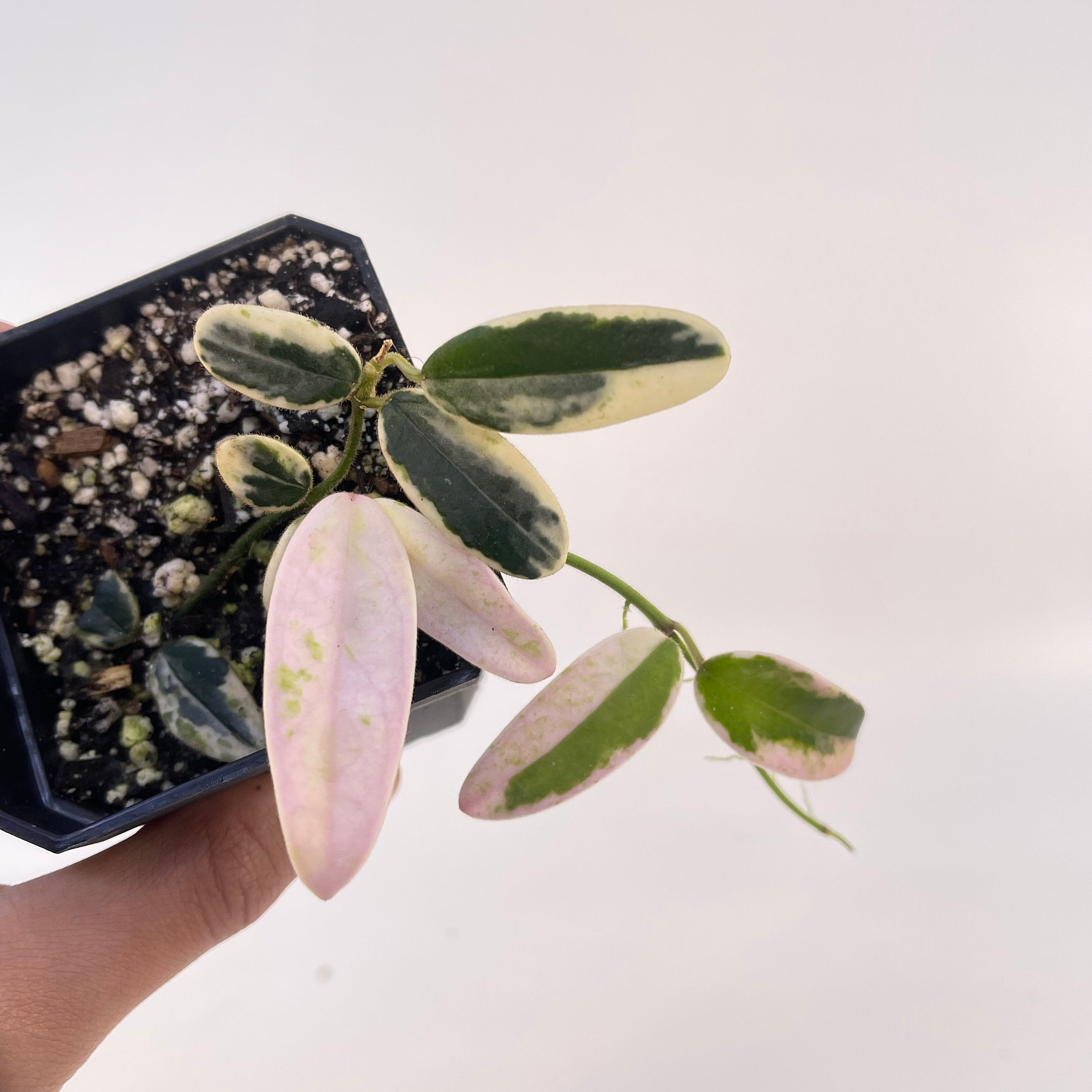 夏セールホヤ　Hoya Lyi Prism thick leavesサクララン① 夏セールホヤ Hoya Lyi Prism thick leavesサクララン① - メルカリ