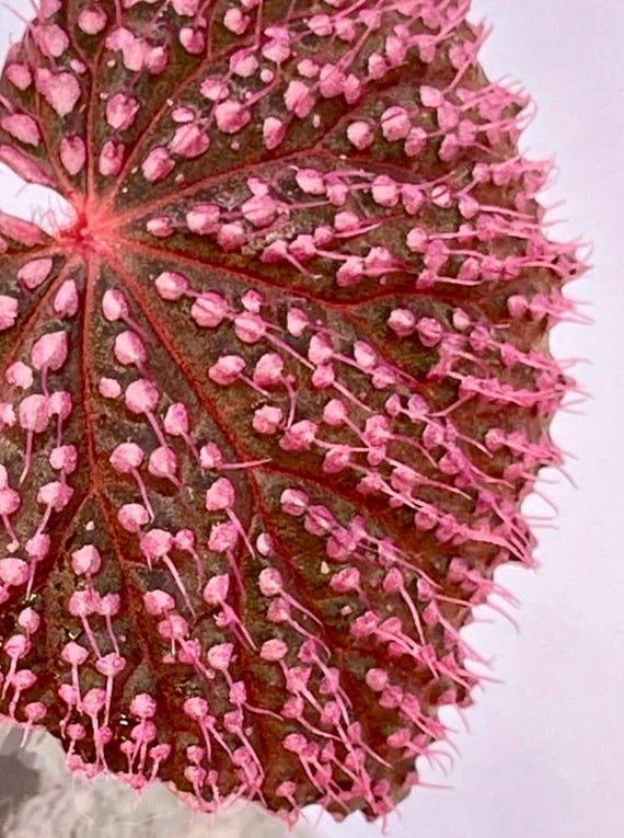 PROPAGATE TO ORDER Begonia Botanicaz 7 'pink Urchin' - Etsy