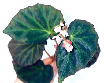 TOP CUTTING Begonia Botanicaz 89