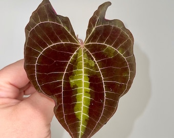 One FREE Per Item Purchased MID CUTTING Dioscorea discolor (Can acclimate to house conditions)