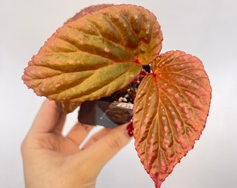 Begonia ‘Botanicaz 31’