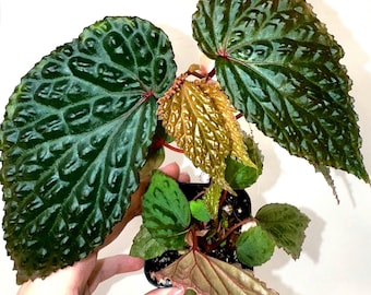 Begonia Botanicaz 98 V.3