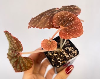 Begonia ‘Botanicaz 45’ Bronze Form