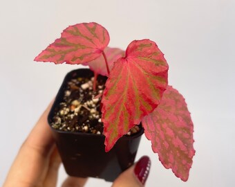 Begonia ‘Botanicaz 100’