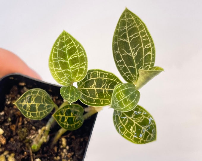 Macodes Petola lightning Bolt Jewel Orchid Etsy