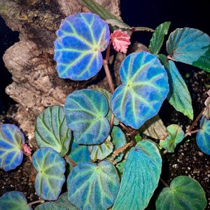 LISTO PRONTO Begonia sp. Sarawak
