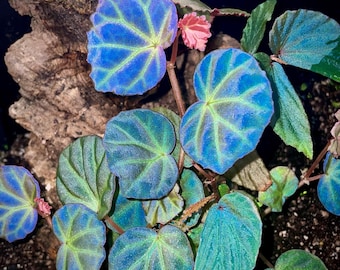 Begonia Sp. Sulawesi “metallic Black” (adult Plant) - Etsy
