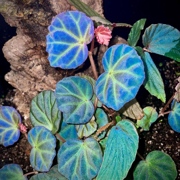 LISTO PRONTO Begonia sp. Sarawak