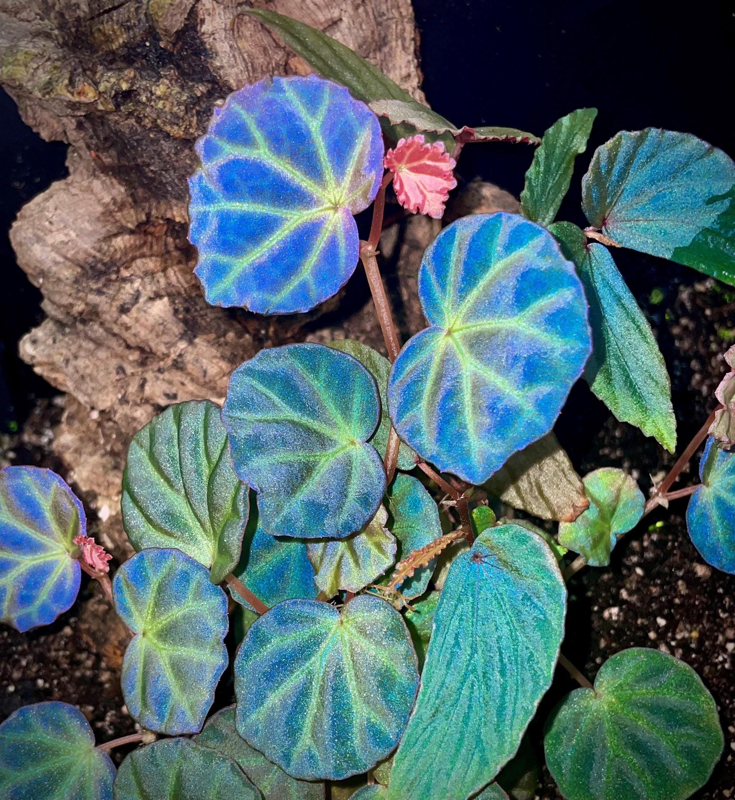 ベゴニア図鑑　Begonias of Peninsular Malaysia Begonias of Peninsular Malaysia - Natural History