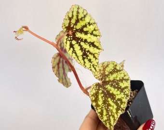 Begonia ‘Botanicaz 95’