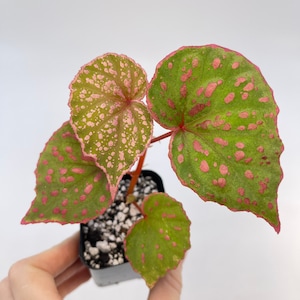 Begonia sp. roseopunctata Type one
