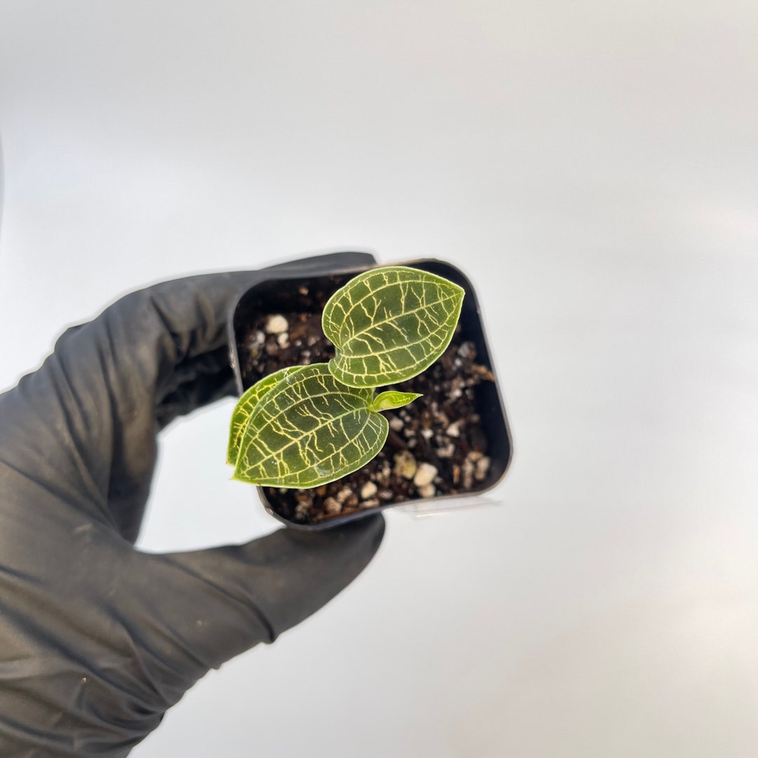 Macodes Petola lightning Bolt Jewel Orchid Rooting CUTTING Etsy