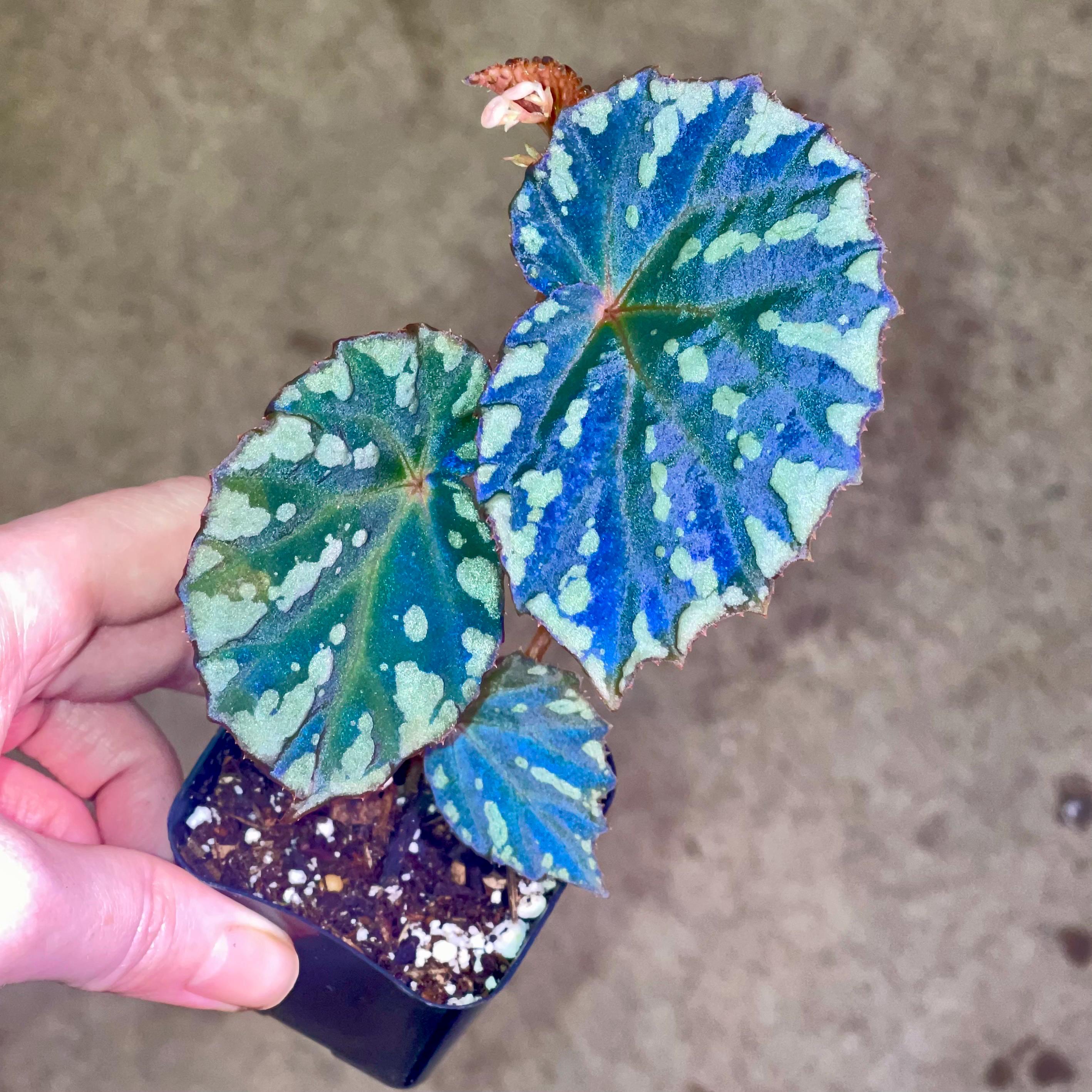 Begonia Botanicaz 39 - Etsy