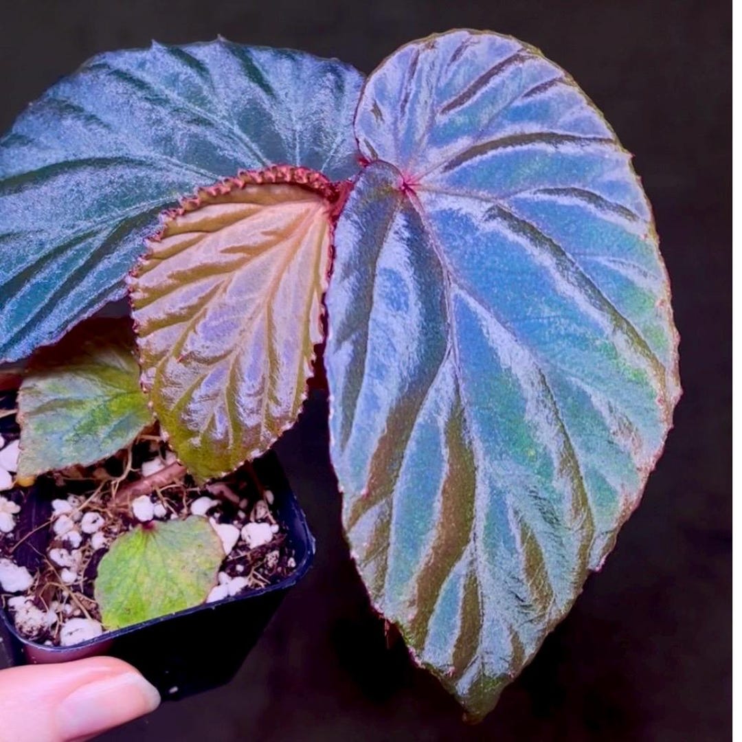 Begonia 'blue Metallic' Botanicaz 220 - Etsy