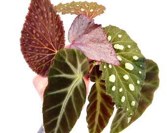 BEGONIA CUTTING COMBO Botanicaz 8, Grey Feather, Botanicaz 17 “Pink Silver”, Super Chloro