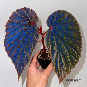 May include: A small, potted plant with two large, blue and green leaves with white spots. The leaves are heart-shaped and have a textured surface. The plant is labeled "Mom plant".