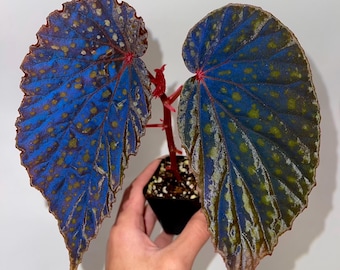 Begonia Botanicaz 67 (Fragrant Blooms)