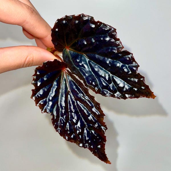 TOP CUTTING Begonia Botanicaz 75