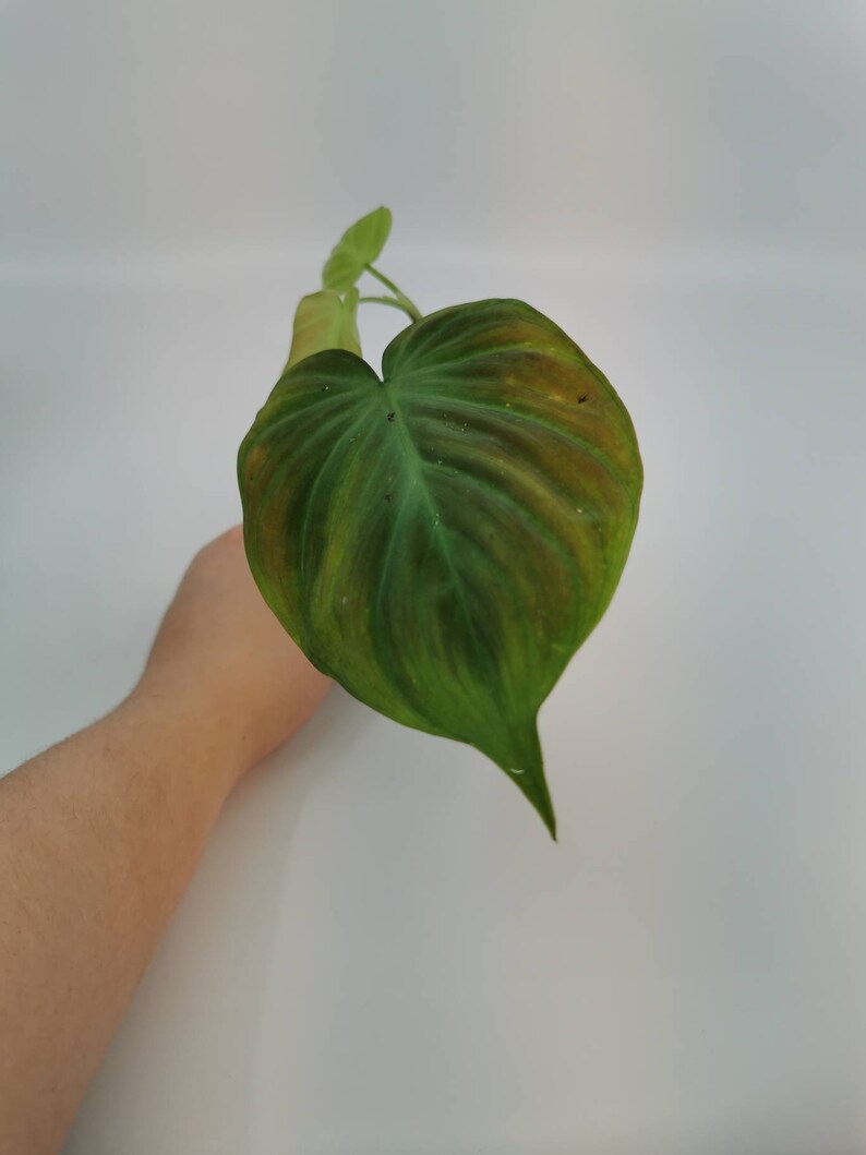 Philodendron Camposportoanum Etsy
