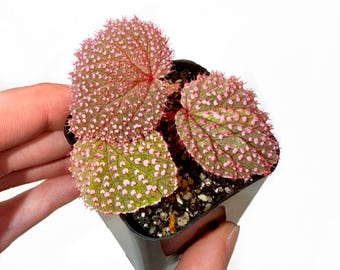 SMALL Begonia Botanicaz 7 ‘Pink Urchin’