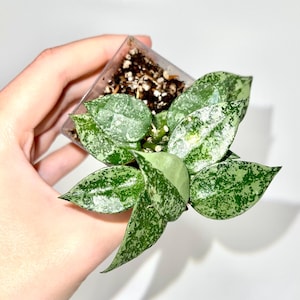 Hoya sp.