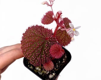 MEDIUM Begonia Botanicaz 7 ‘Pink Urchin’