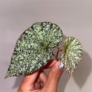May include: Two leaves of a Begonia plant, held by a hand. The larger leaf is dark green with light green spots, while the smaller leaf has a similar pattern with a lighter hue. The leaves are on a reddish-brown stem.